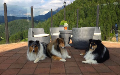 Urlaub mit Hund Dolomiten, Urlaub mit Hund in Südtirol, Urlaub mit Hund im Eggental, Urlaub mit Hund Deutschnofen